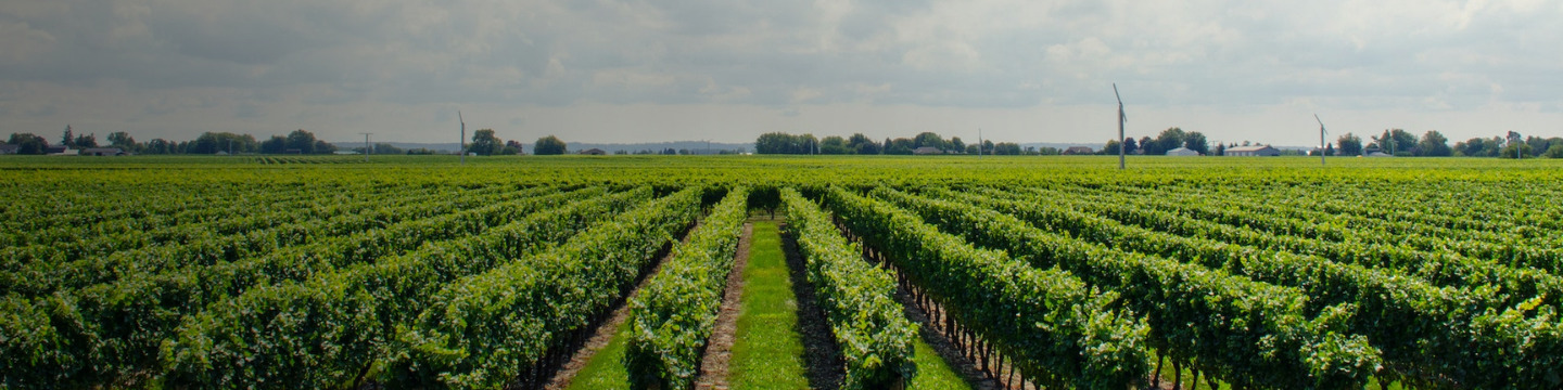 Filari di vigneto ordinati: Viti allineate in lunghe file su un terreno collinare, pronte per il raccolto. Filari di vigneto ordinati: Viti allineate in lunghe file su un terreno collinare, pronte per il raccolto.