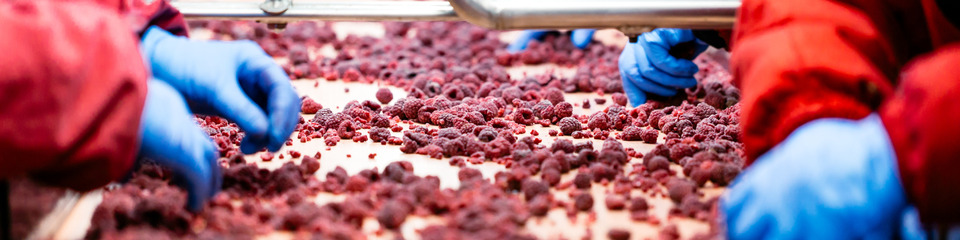 Alimentare_websim17