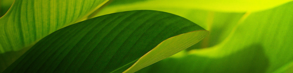 green_websim_21