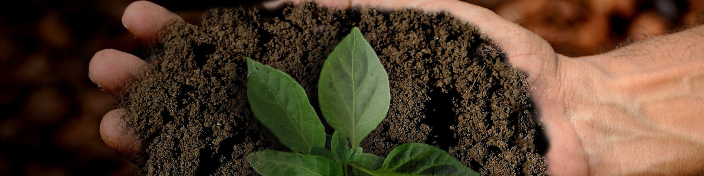 green_websim_22 green_websim_22