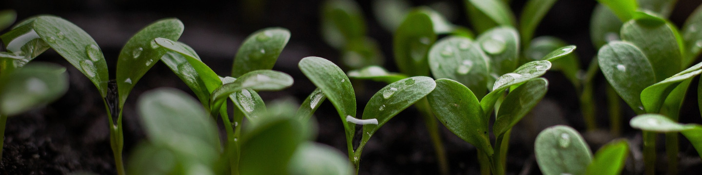 green_websim_23