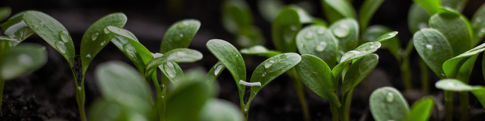 green_websim_23