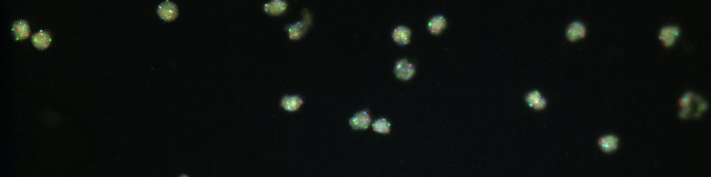 Particolare ottenuto da un'analisi tramite microscopio