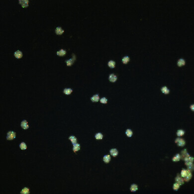 Logo e identità visiva di Ikonisys, azienda specializzata in diagnostica cellulare.