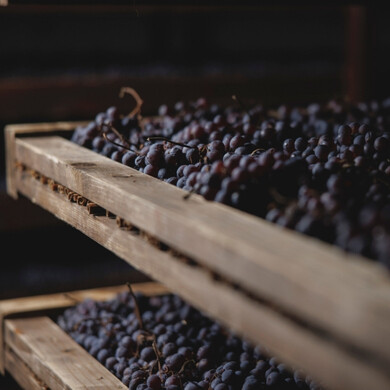 Primo piano su grappoli d’uva nei vigneti di Masi Agricola.