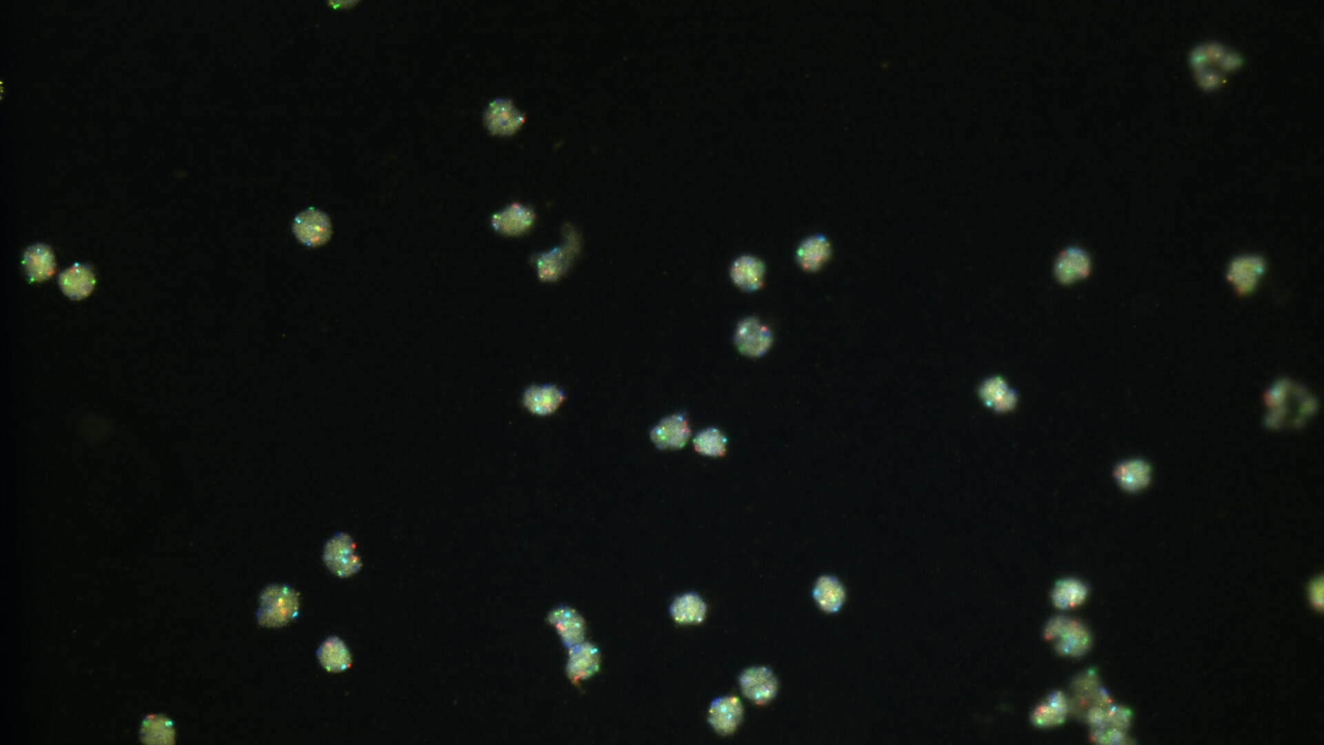 Logo e identità visiva di Ikonisys, azienda specializzata in diagnostica cellulare.