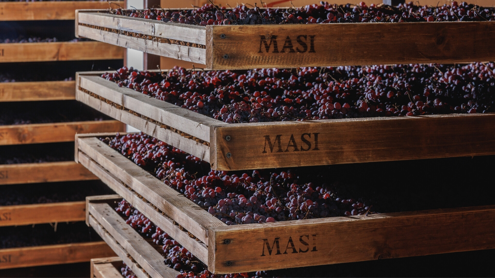 Raccolta delle uve Masi Agricola Vendemmia nei vigneti Masi Agricola, con operatori al lavoro tra i filari.