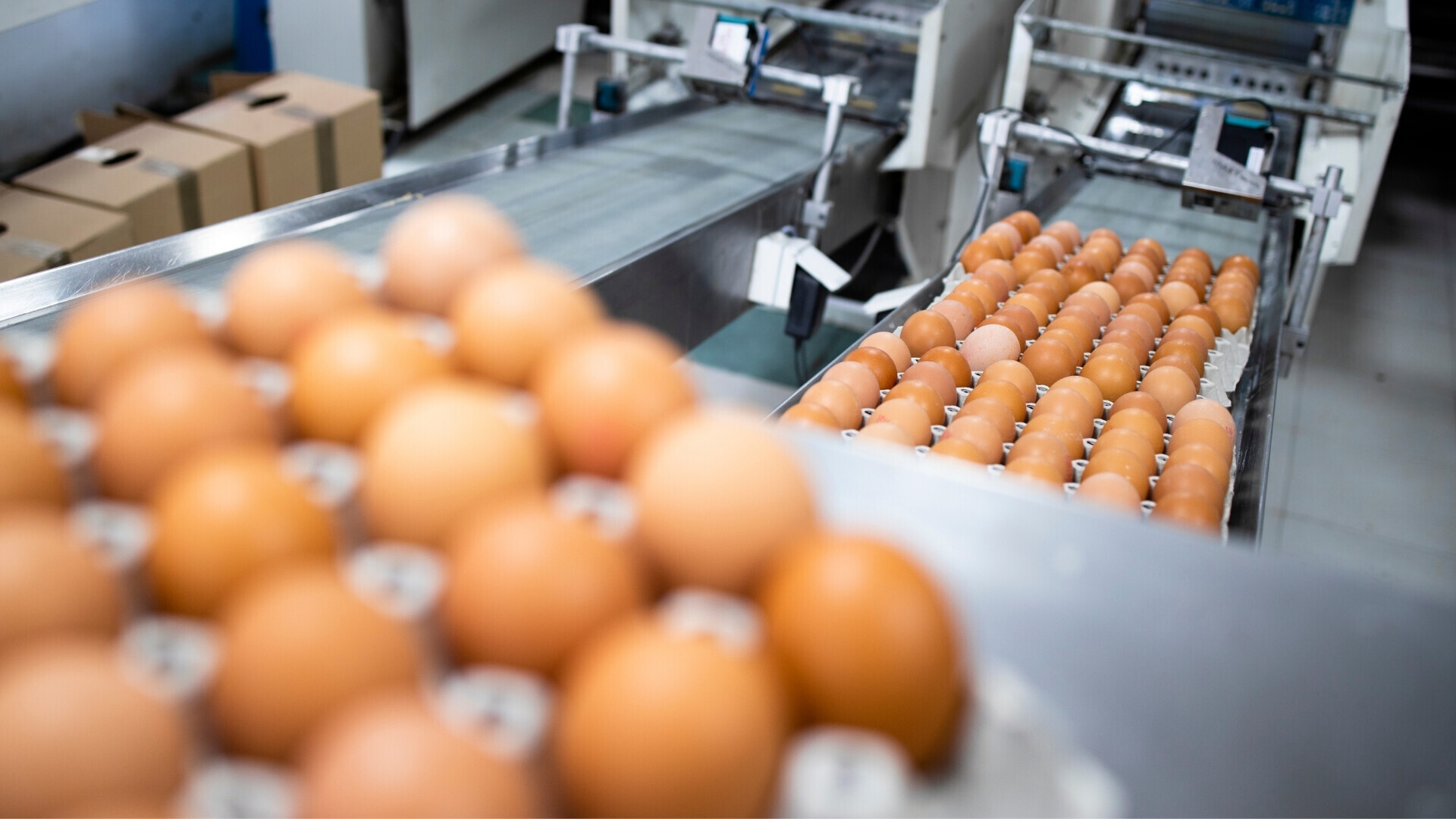 Alimentare_websim10 Alimentare_websim10