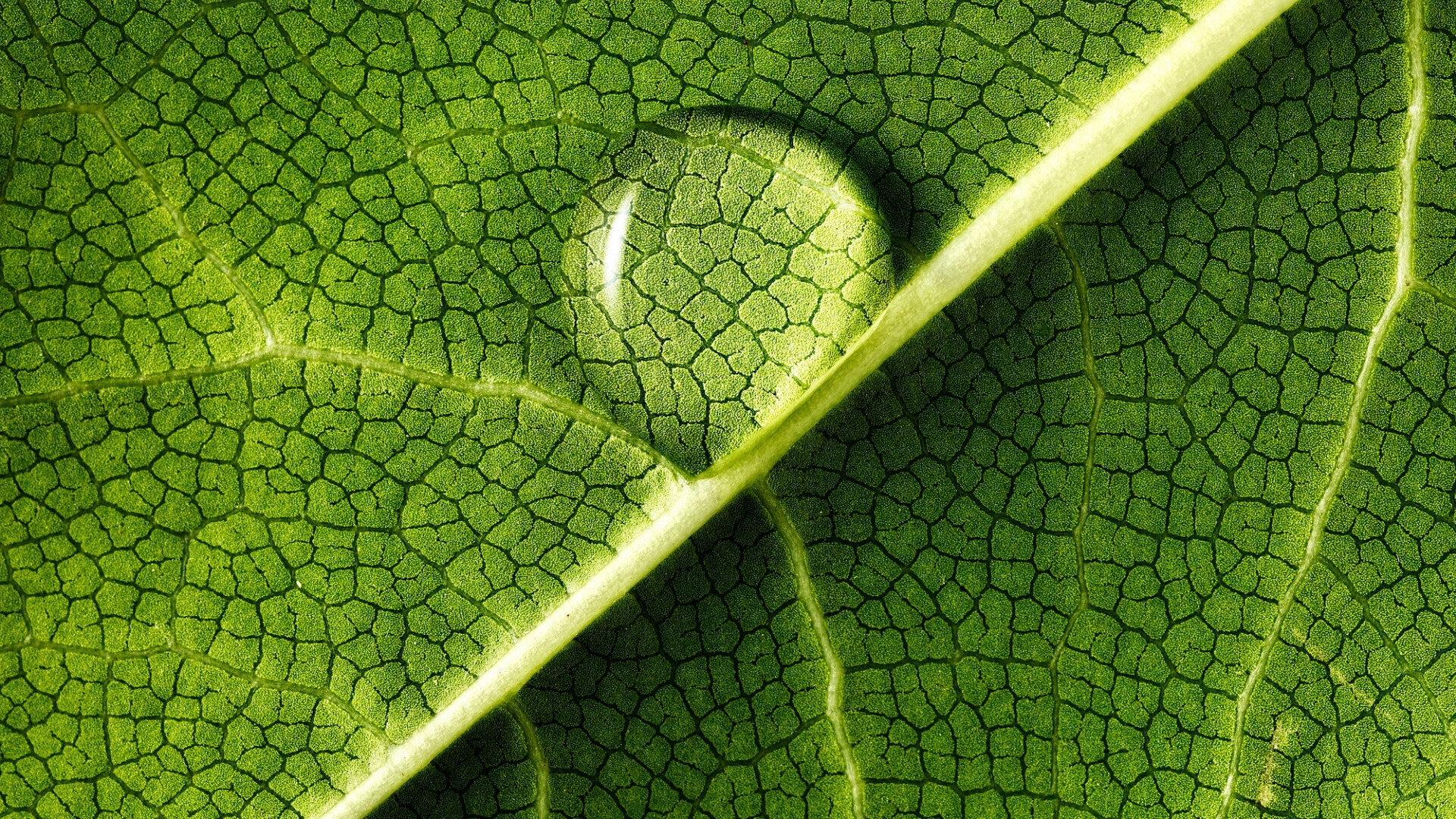 green_websim_6 green_websim_6