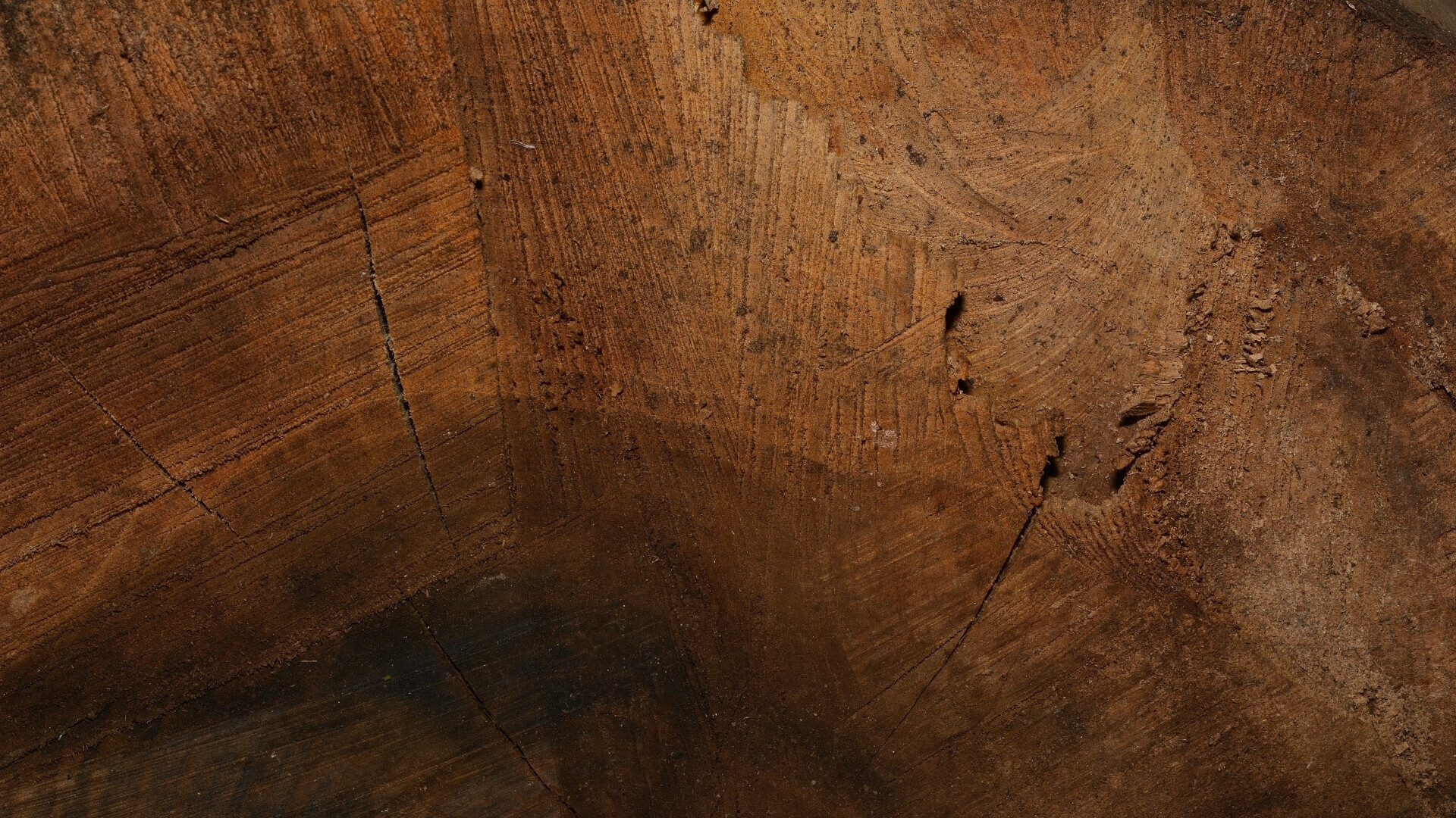 Vista interna di un tronco tagliato, con anelli di crescita ben visibili.