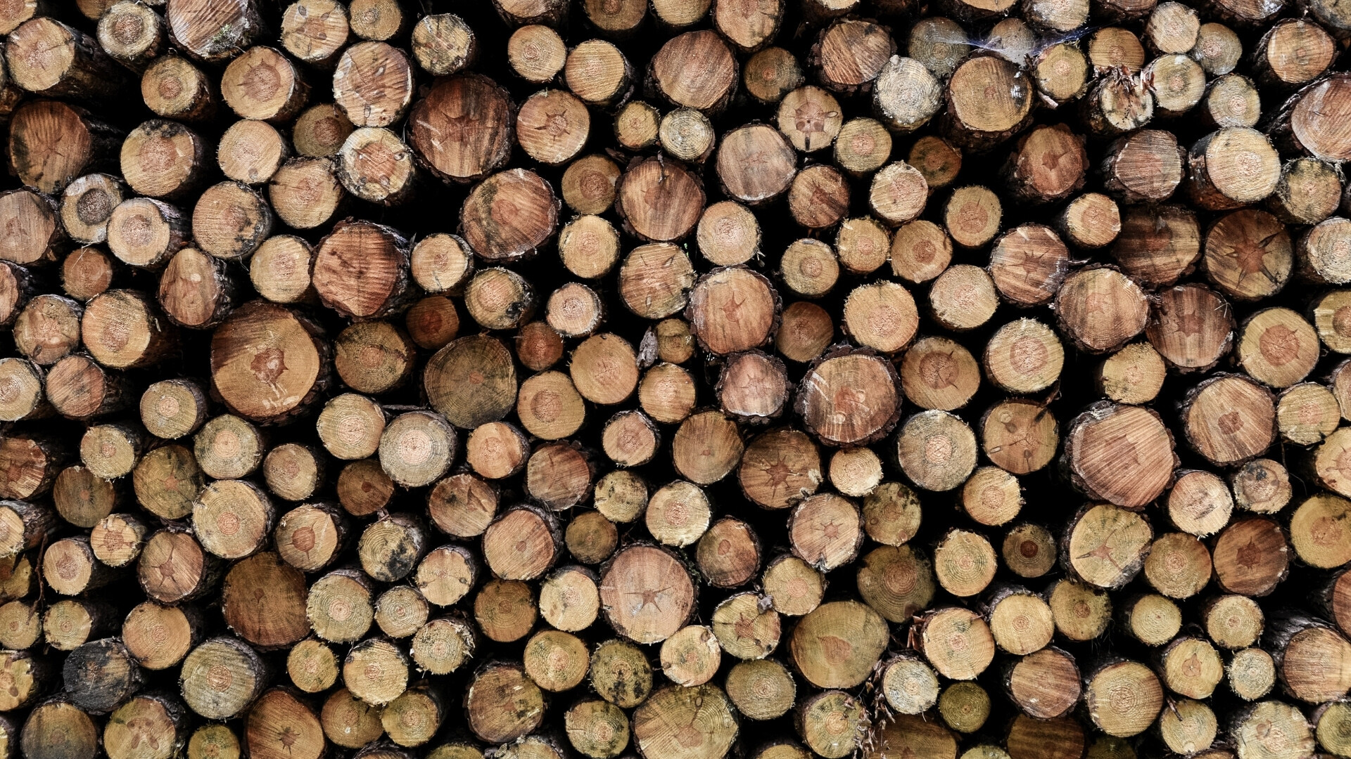 Pile di tronchi tagliati, pronti per l’uso o il trasporto.