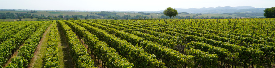 Vigneti soleggiati che si estendono sulle colline all’orizzonte.